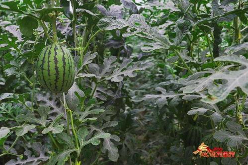 吃瓜的季节广西,广西盛夏食趣之旅”