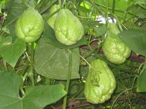 佛手瓜热吃,暖胃又养生的美味佳肴