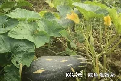 贝贝瓜种子怎么吃,贝贝瓜种子美味食用指南