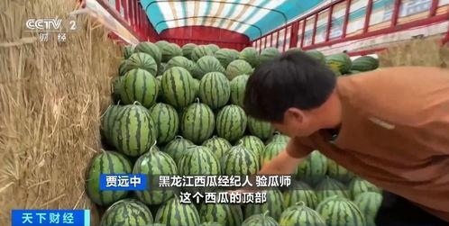 童音吃瓜,揭秘童言无忌中的趣味与智慧