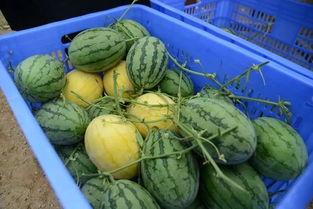 吃瓜群8082,一场全民参与的娱乐盛宴