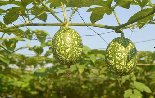 怀孕吃的吊瓜可以吃吗,安全与营养两不误