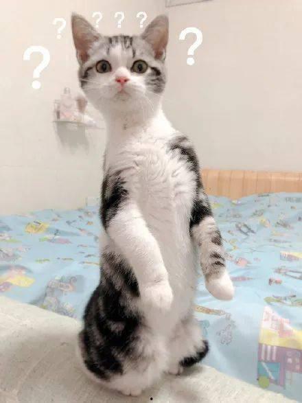 猫咪吃瓜声控,揭秘萌宠的独特“音乐”世界