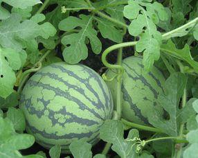 孕妇可以吃雪瓜吗,营养与安全的双重保障