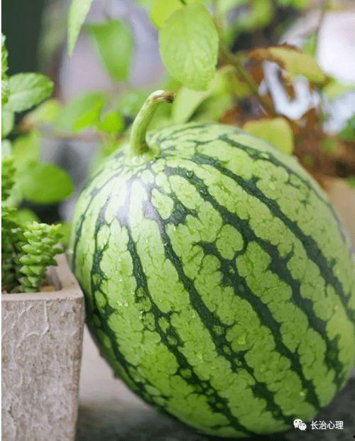 六六六吃瓜,揭秘娱乐圈背后的秘密与真相