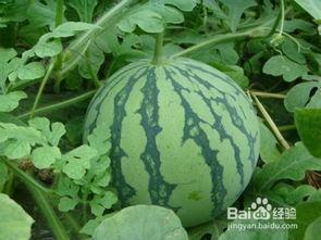 吃瓜可以去火吗怎么吃,吃瓜去火，清凉一夏的秘诀