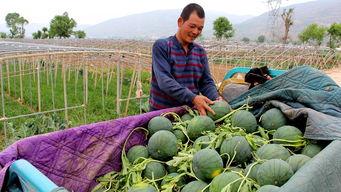 村内吃瓜群众怎么处理,吃瓜群众如何巧妙应对村中八卦风云