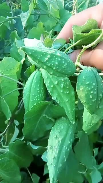 东北吃瓜在线,揭秘东北美食背后的故事与风情