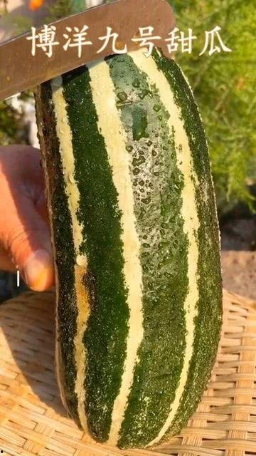 不熟的瓜可以吃,不熟瓜也能吃？揭秘瓜果成熟度与口感的关系