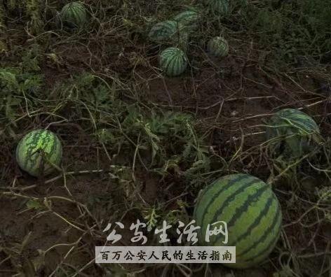 树下吃瓜群众,围观群众的趣味时光