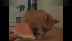 不吃瓜改吃土,消费观念的转变与反思