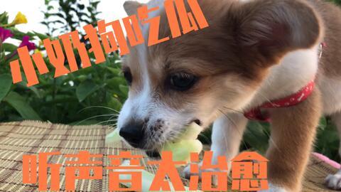 狗会吃瓜,瓜果乐园探秘
