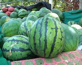 农民怎样吃瓜,农民的夏日食瓜生活