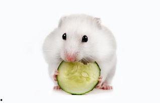 仓鼠可以吃蛋瓜,蛋瓜，营养美味新选择