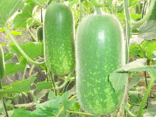 每日吃瓜大赛猎奇,猎奇背后的真实故事