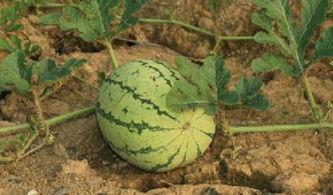 各种各路大神吃瓜,各大神级吃瓜达人带你领略幕后风云